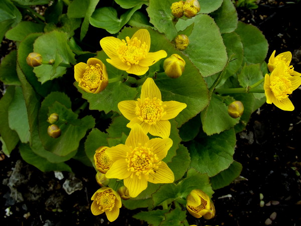 Цветы приморского края фото и описание