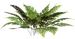 Цветы в PNG